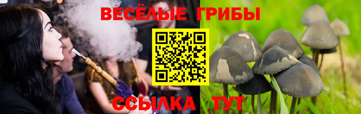 Псилоцибиновые грибы Psilocybe Полысаево